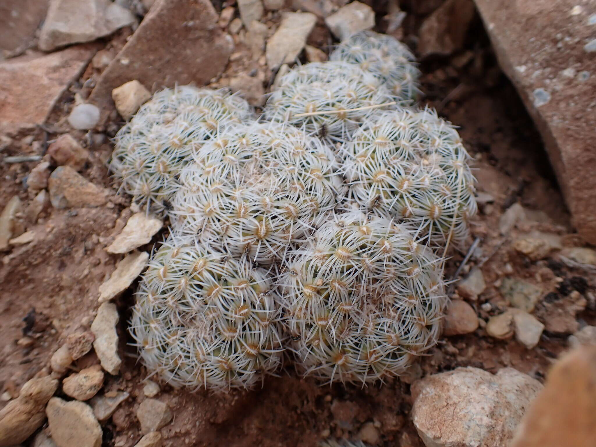 Image of Brady's Hedgehog Cactus