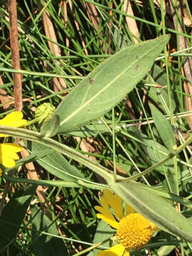 Image of common sneezeweed