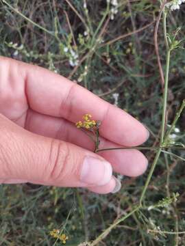 Image of Bupleurum asperuloides Heldr. ex Boiss.