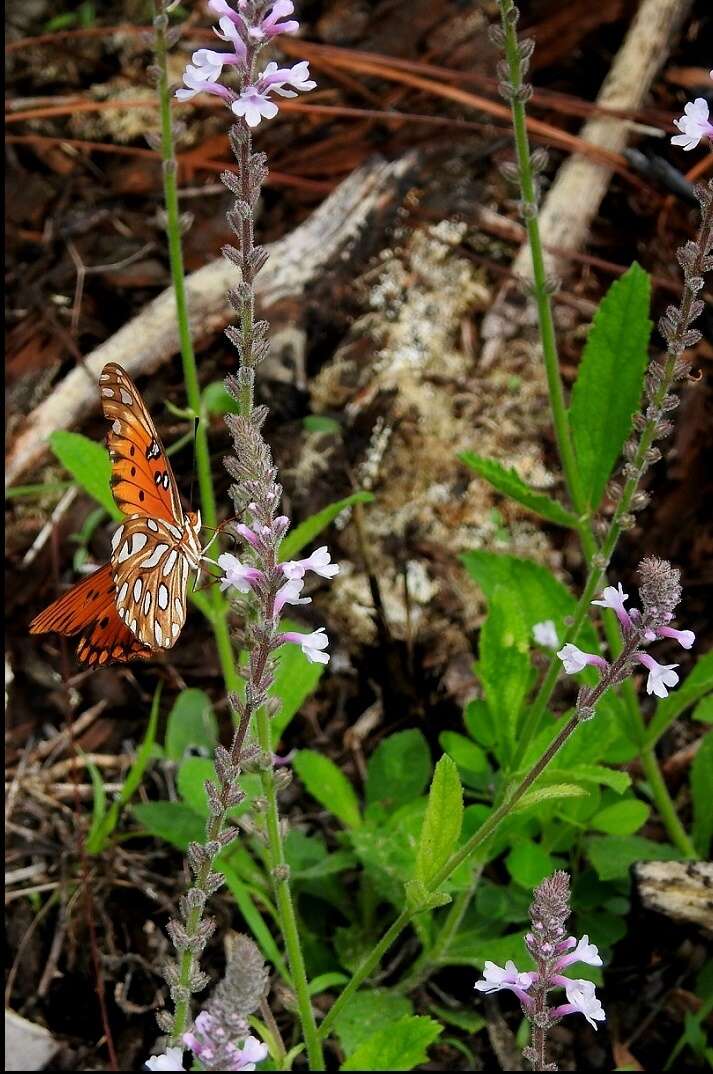 Image of Carolina false vervain