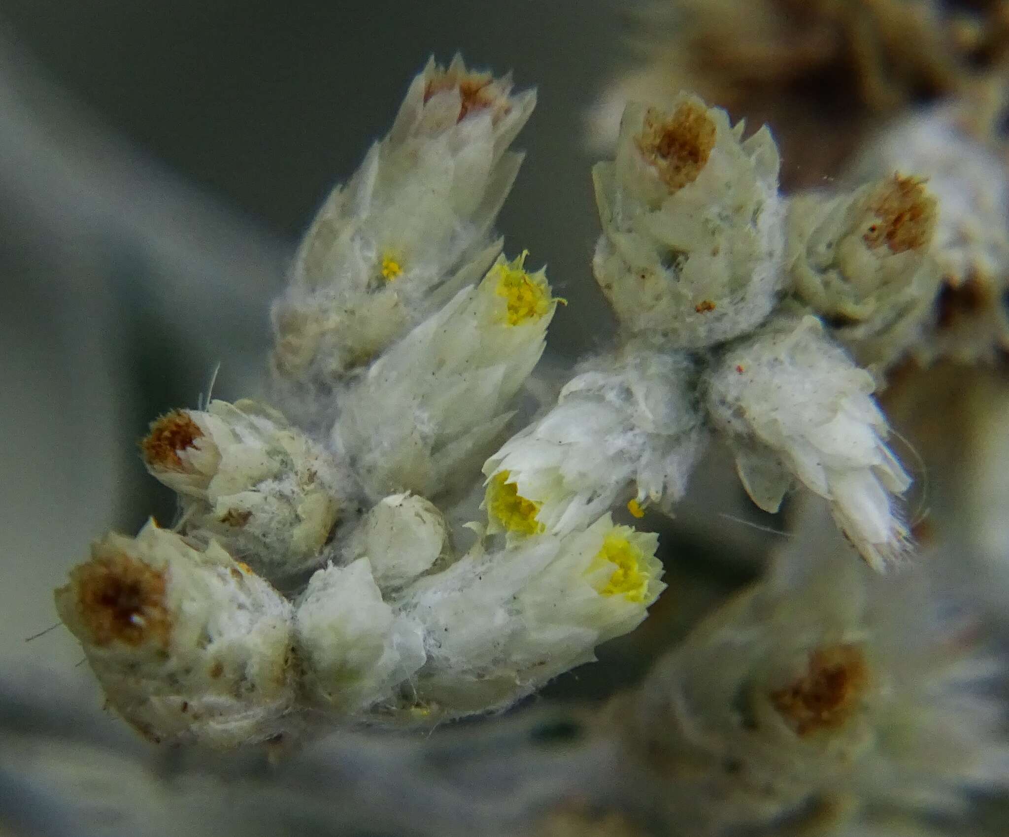 Image de Pseudognaphalium microcephalum (Nutt.) A. A. Anderberg