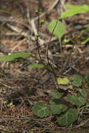 Image of Pyrola renifolia Maxim.