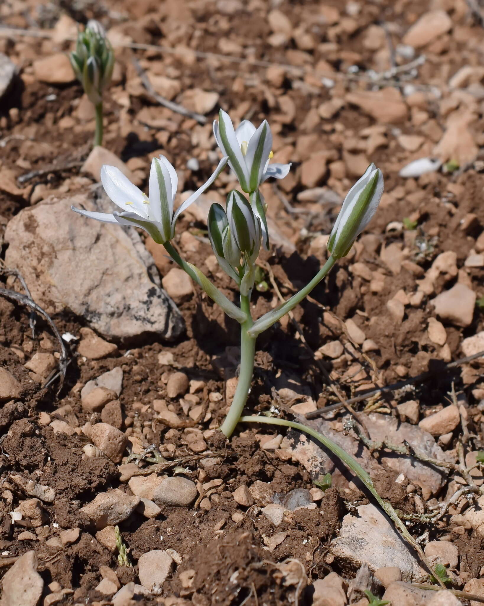 Imagem de Ornithogalum navaschinii Agapova