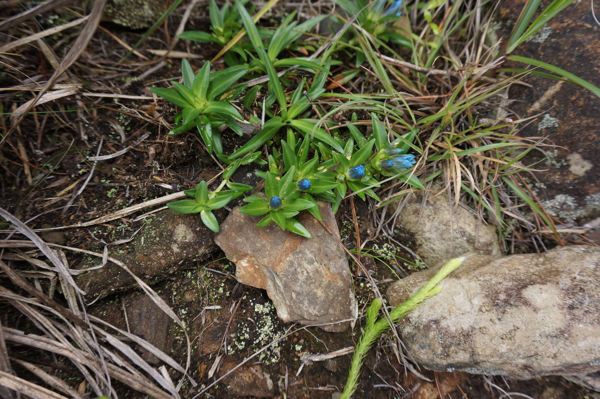 Image de Gentiana davidii var. formosana (Hayata) T. N. Ho