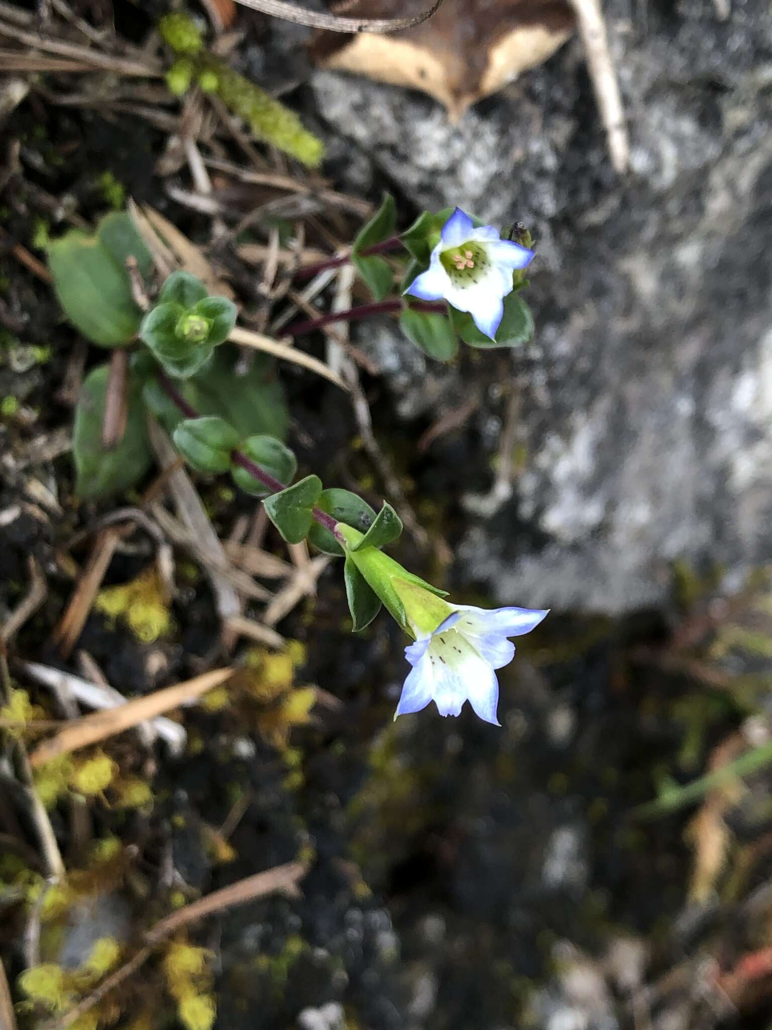 Image de Gentiana tentyoensis Masamune