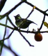 Image de Mésange jaune