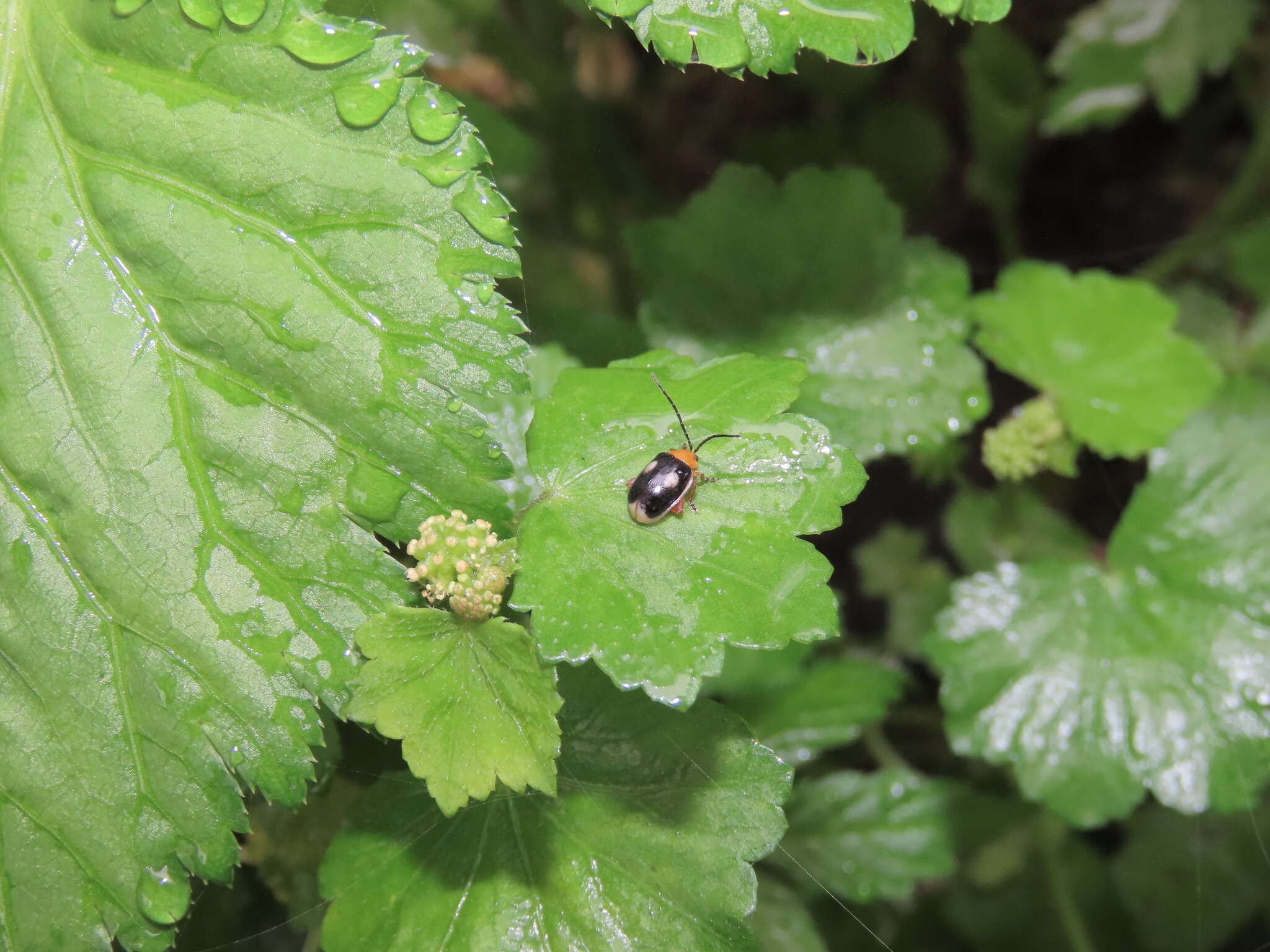 Image of <i>Hemipyxis balyi</i>