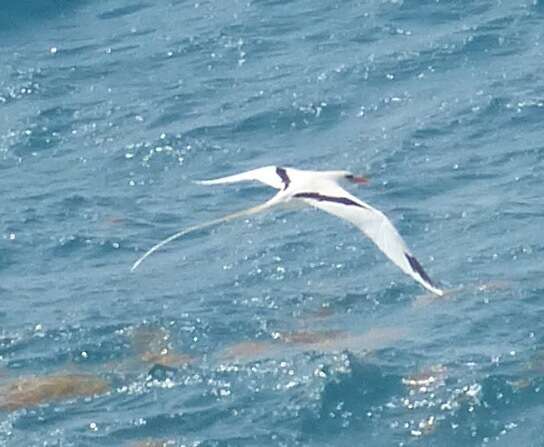 Image of longtail