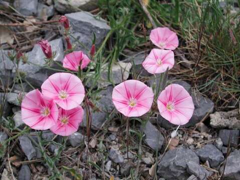 Convolvulus cantabrica L.的圖片