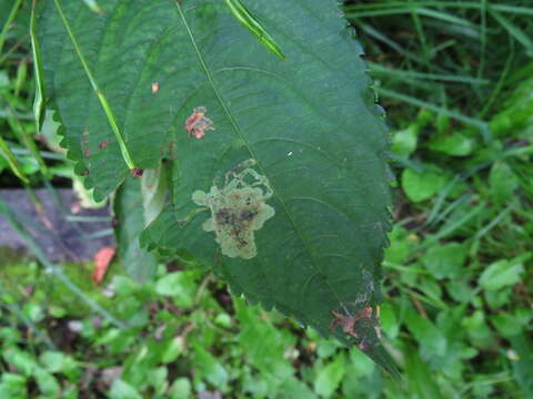 Image of Jewelweed Leafminer