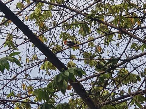 Image of Scarlet-headed Flowerpecker