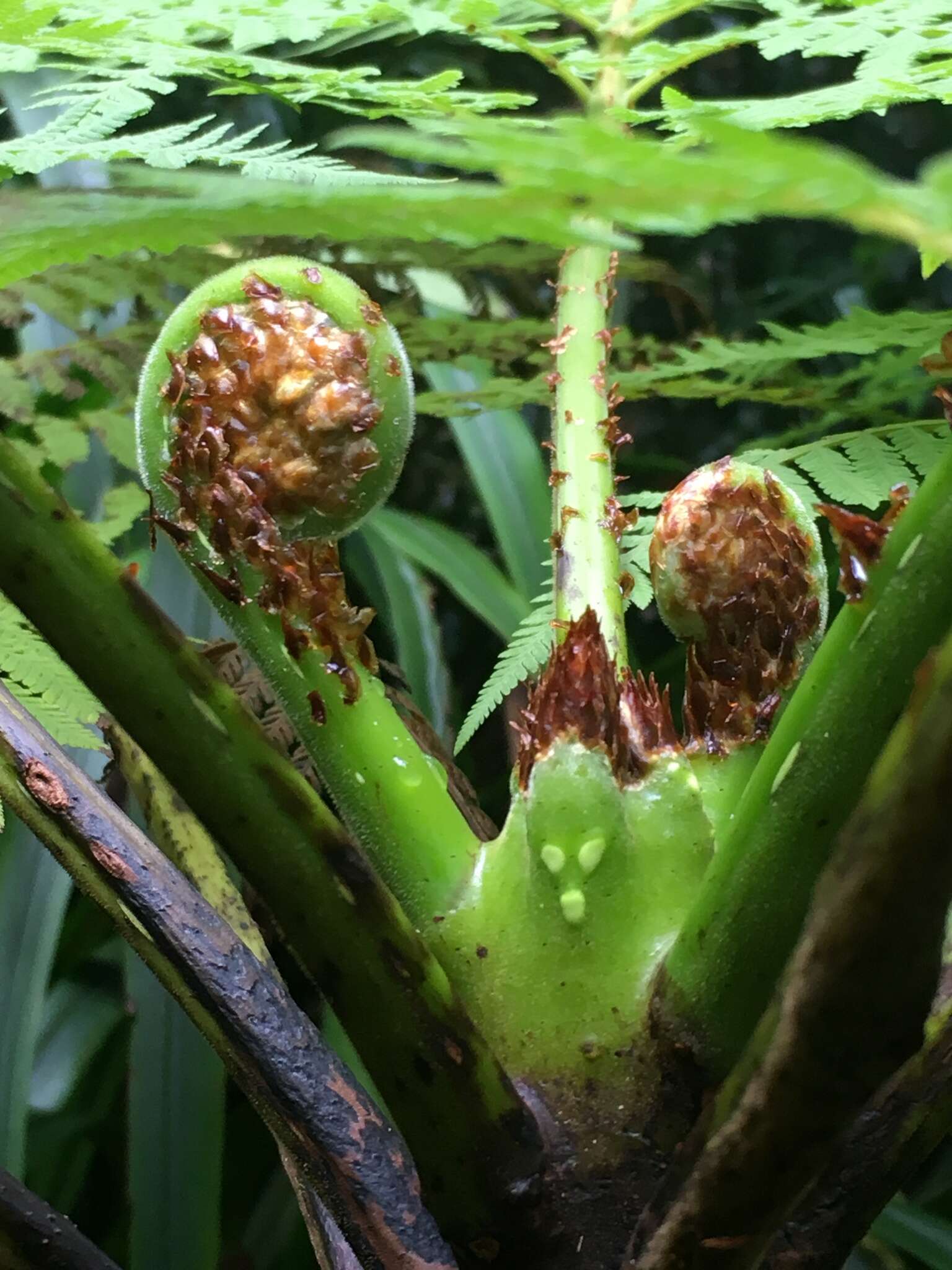 Image de Cyathea robertsiana (F. Muell.) Domin