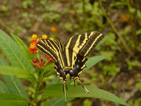 Sivun Papilio pilumnus Boisduval 1836 kuva