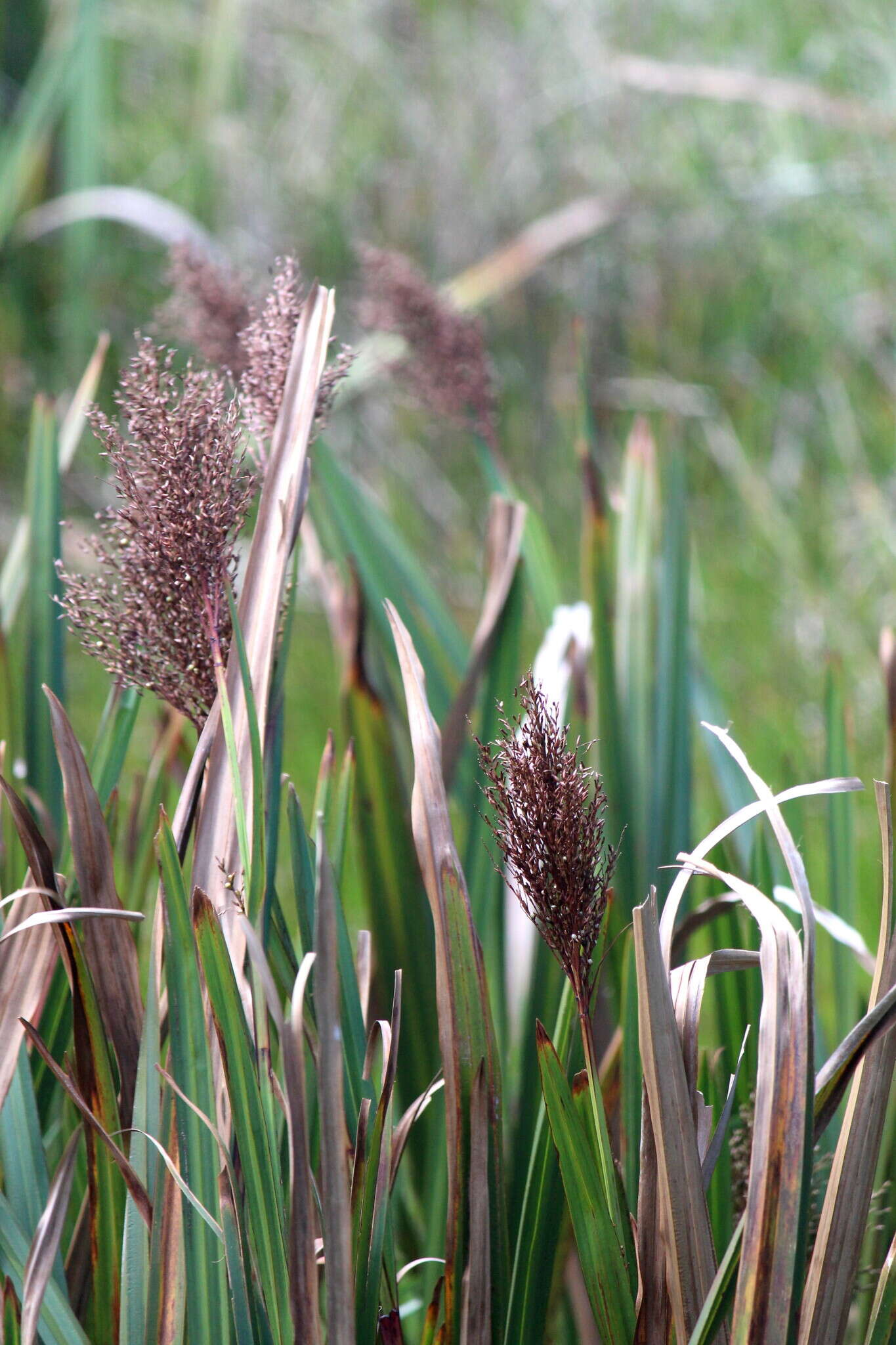 Image of Scleria poiformis Retz.