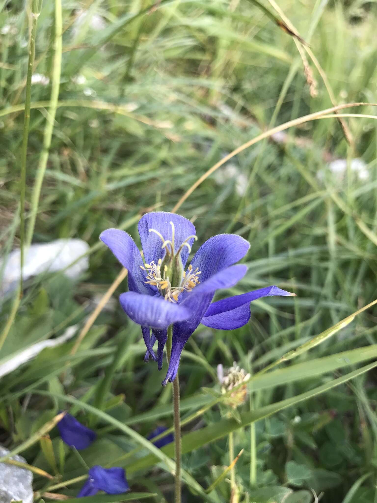 高山耧斗菜的圖片