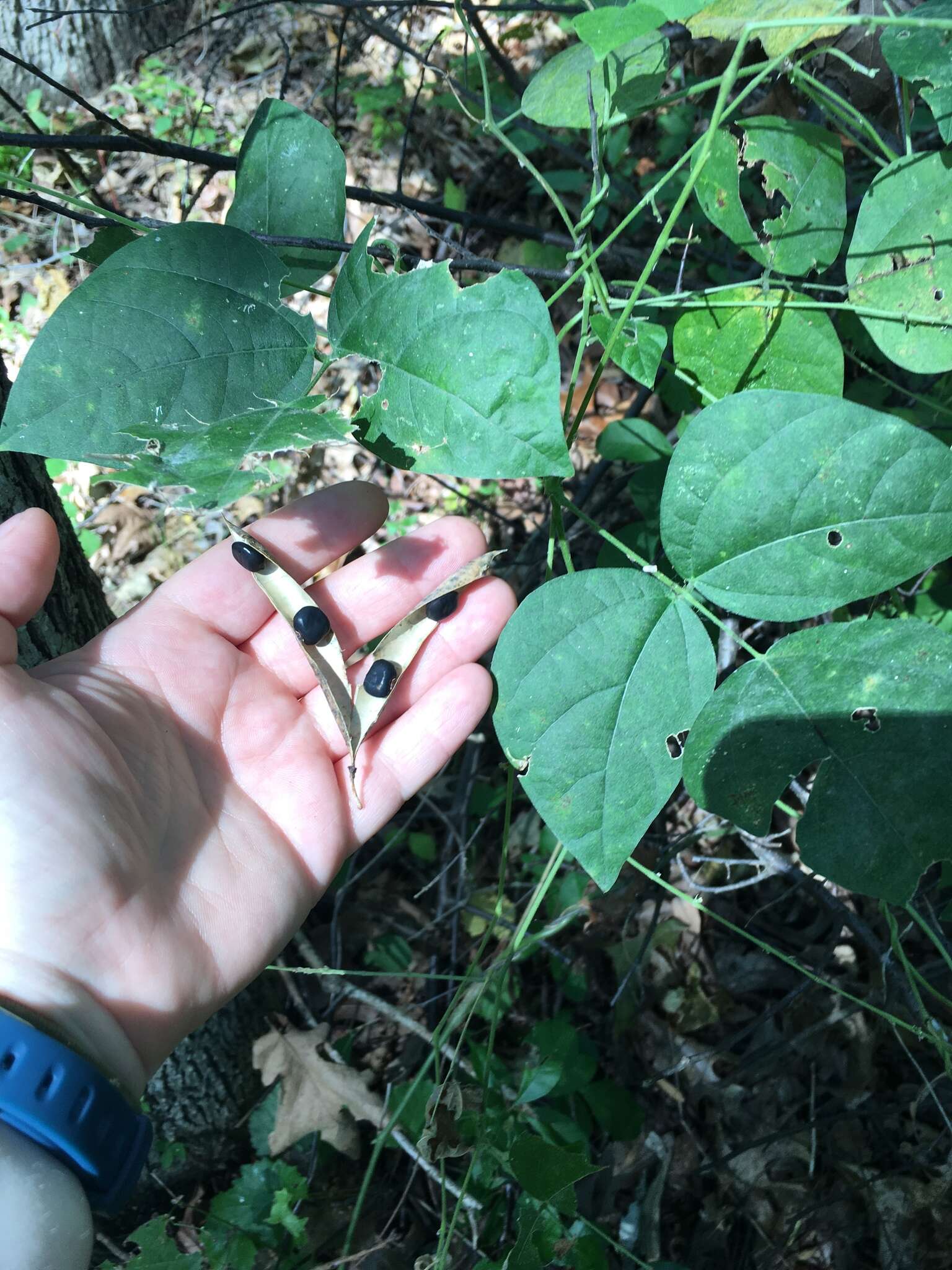 Image of Thicket Bean