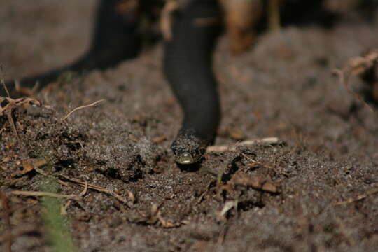 Image of Little Brown Snake