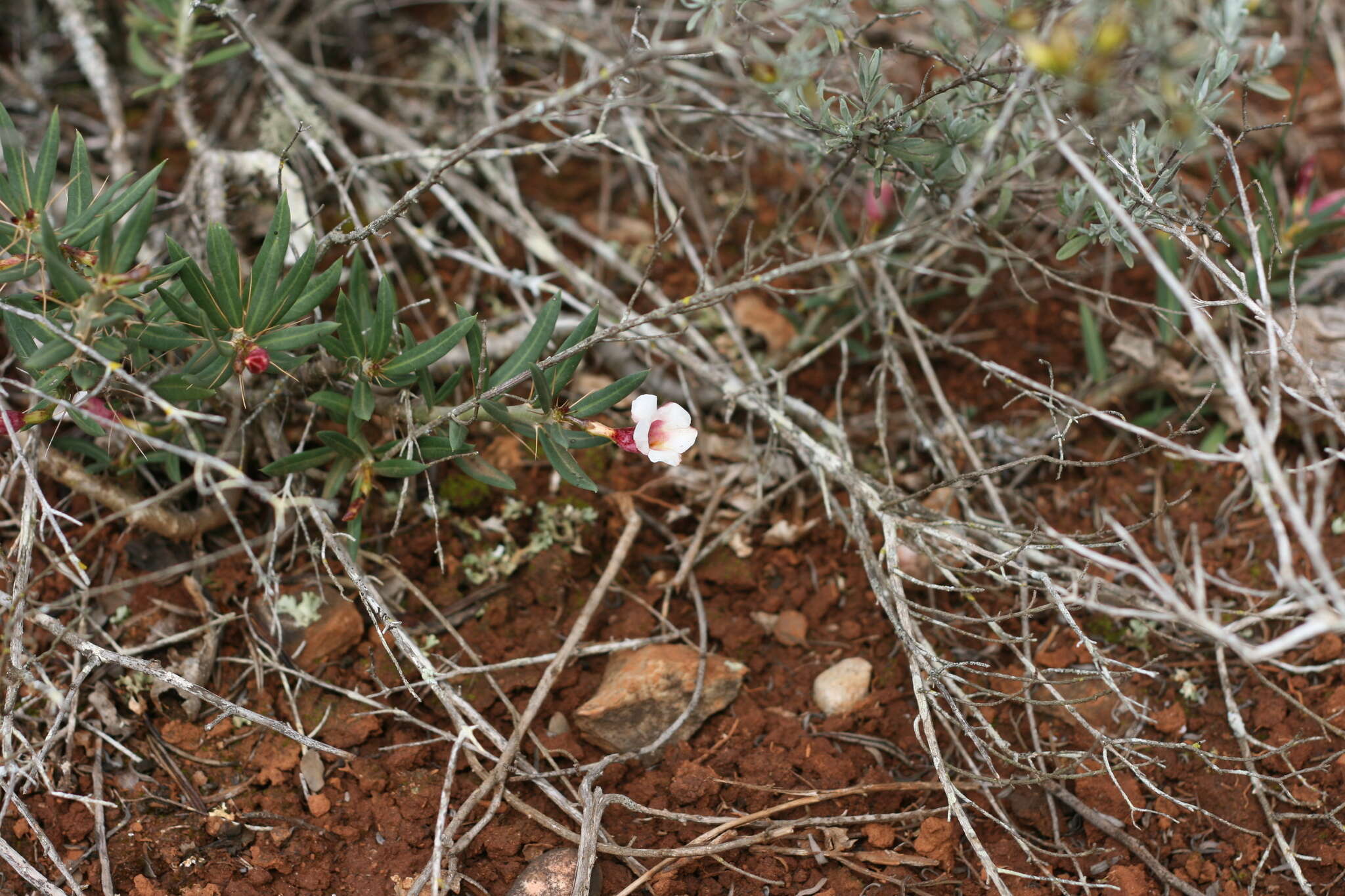 Image of Pachypodium bispinosum (L. fil.) A. DC.