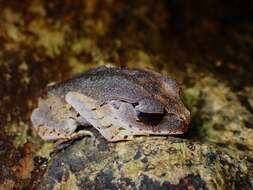 Image of Leptobrachium tagbanorum Brown, Siler, Diesmos & Alcala 2010