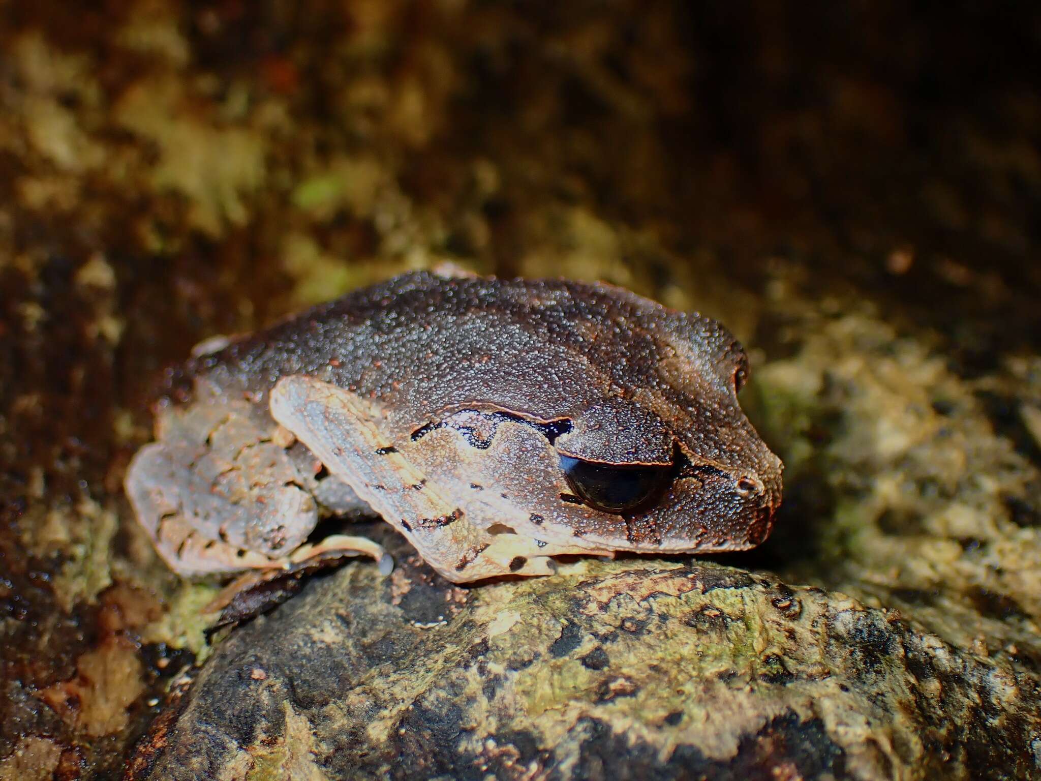 Image of Leptobrachium tagbanorum Brown, Siler, Diesmos & Alcala 2010