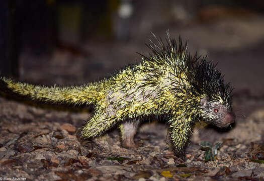 Image of Bicolor-spined Porcupine