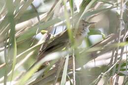 Image of Reed Warbler