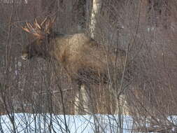 Слика од Alces alces alces (Linnaeus 1758)