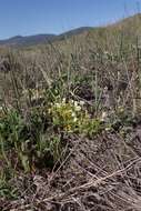 Image of Parish's slender meadowfoam