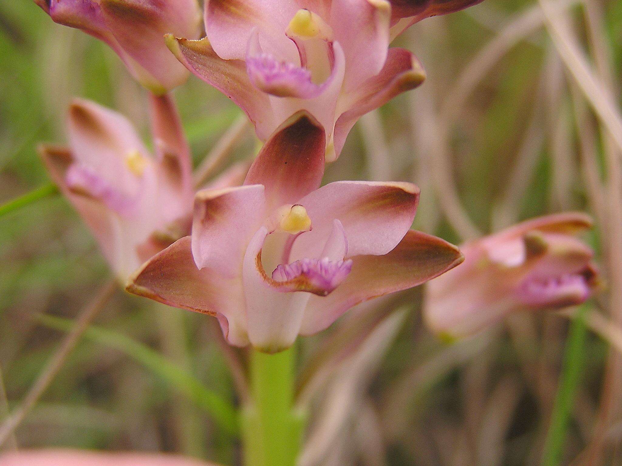 Image of Eulophia huttonii Rolfe