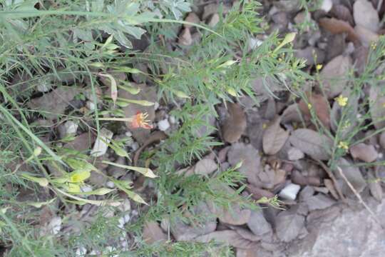 Oenothera toumeyi (Small) Tidestrom resmi