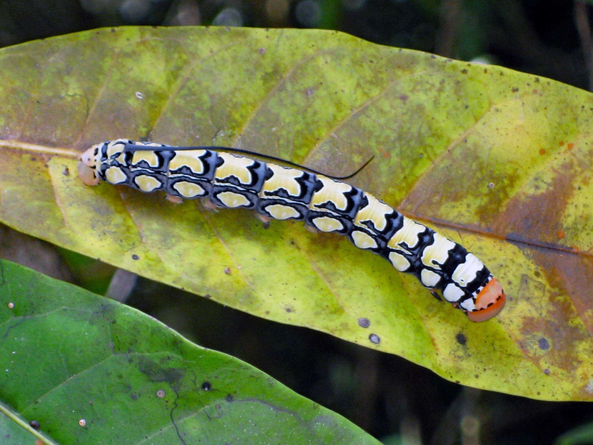 Слика од Isognathus leachii (Swainson 1823)