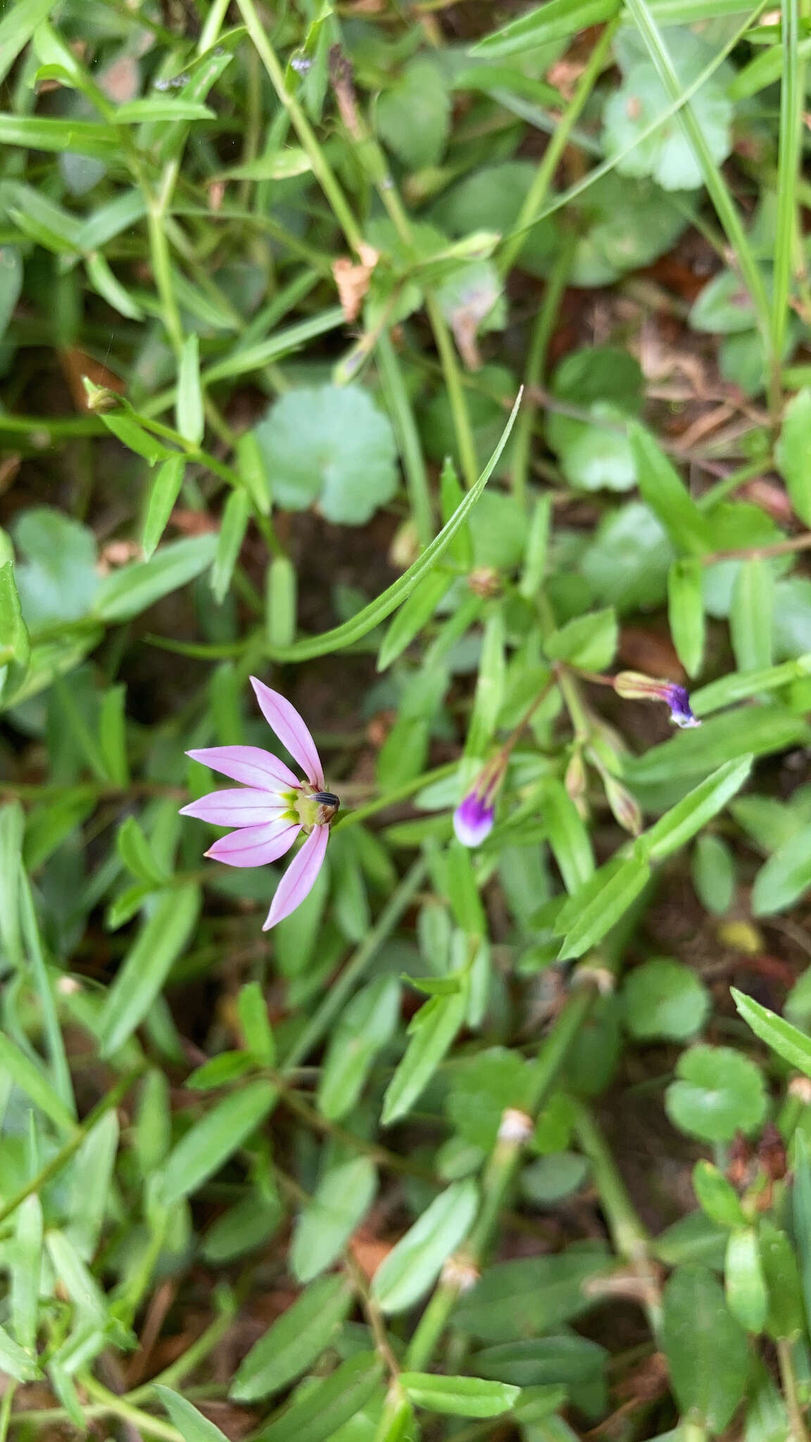 Image of Chinese lobelia