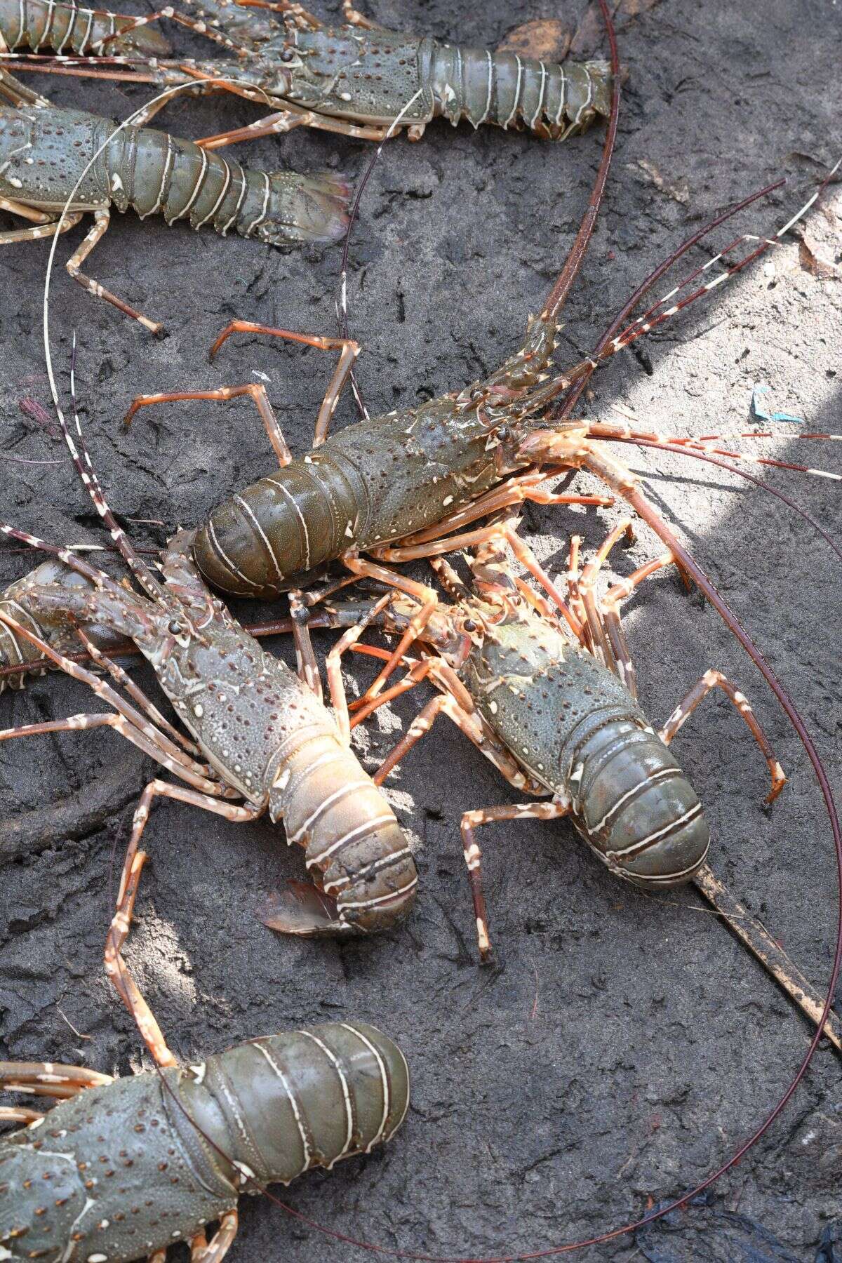 Image of Mud Spiny Lobster