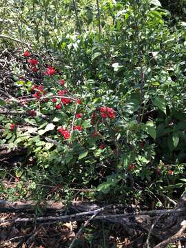 Image of Mickey Mouse plant