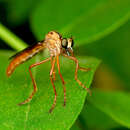 صورة Neoderomyia fulvipes (Philippi 1865)