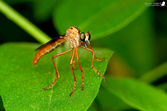 Neoderomyia resmi