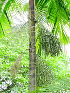 Image of Assai palm