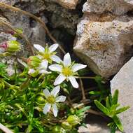 Plancia ëd Moehringia ciliata (Scop.) Dalla Torre