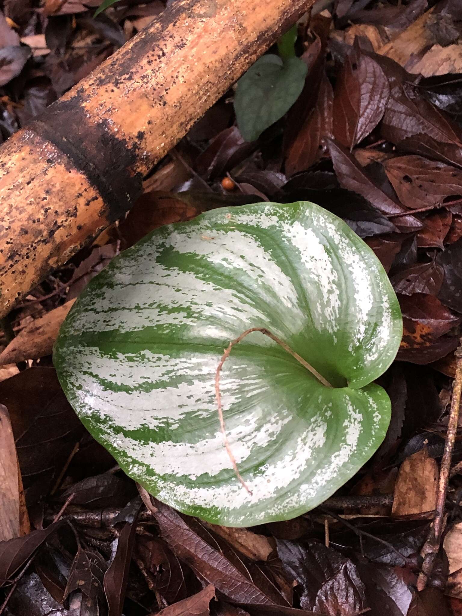 Imagem de Liparis cordifolia Hook. fil.