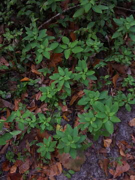 Image of lily of the Incas