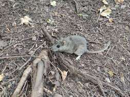 Image of Mexican woodrat