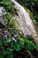 Plancia ëd Streptocarpus cyaneus subsp. cyaneus