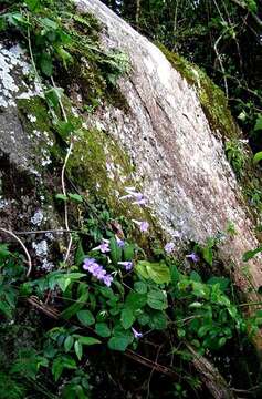 Image of Streptocarpus cyaneus subsp. cyaneus