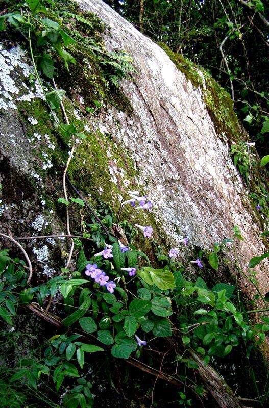 Plancia ëd Streptocarpus cyaneus subsp. cyaneus