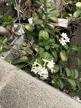 Image of Stephanotis floribunda Brongn.