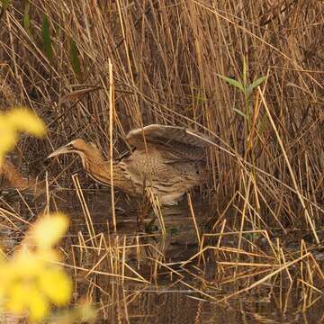 Image of great bittern, bittern