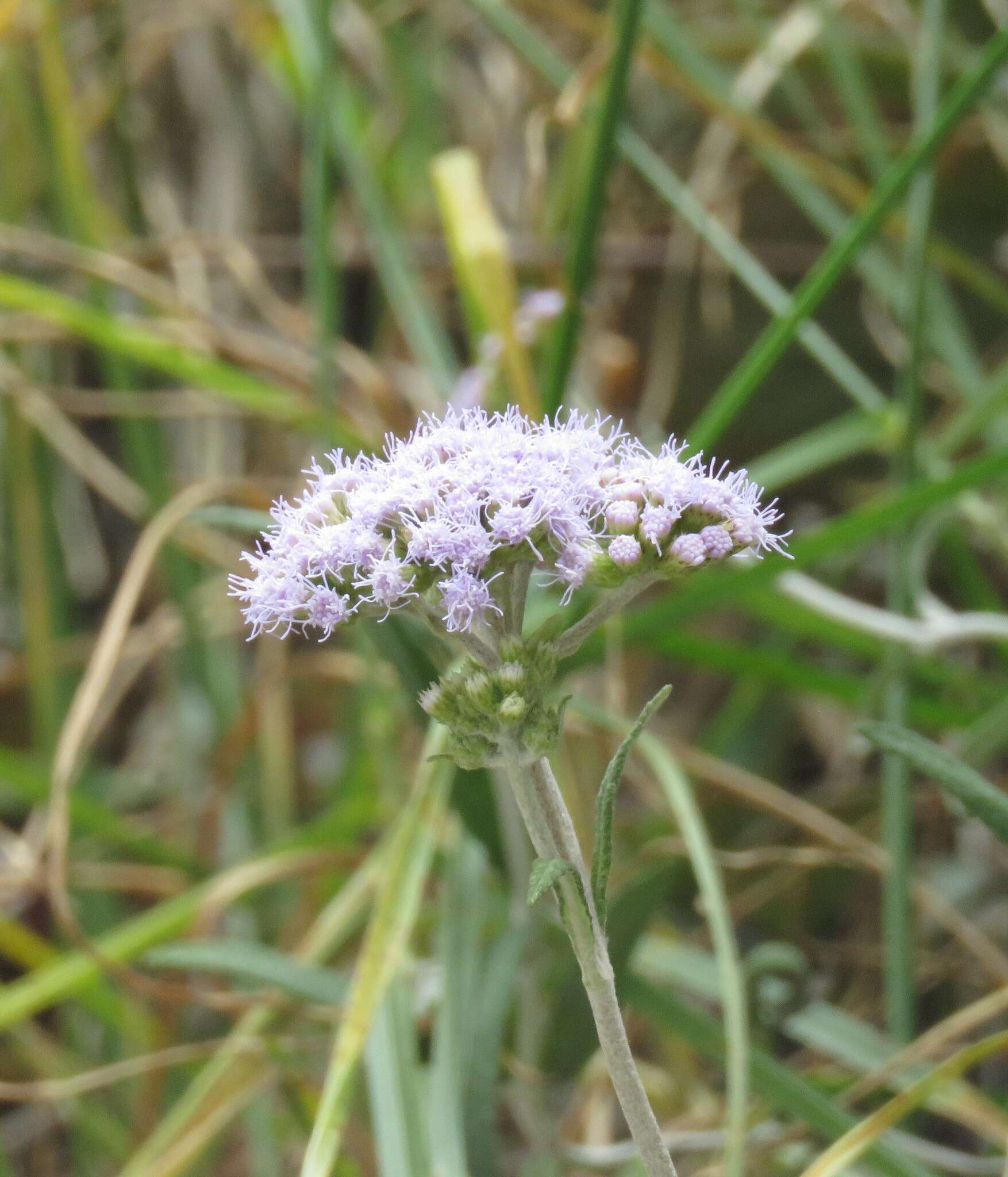 Image of Lourteigia stoechadifolia (L. fil.) R. King & H. Rob.