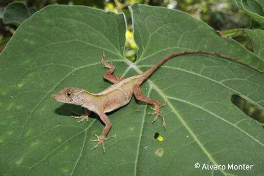 Image of Schiede's Anole