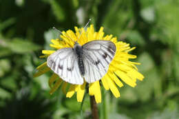 Image of Pieris napi britannica