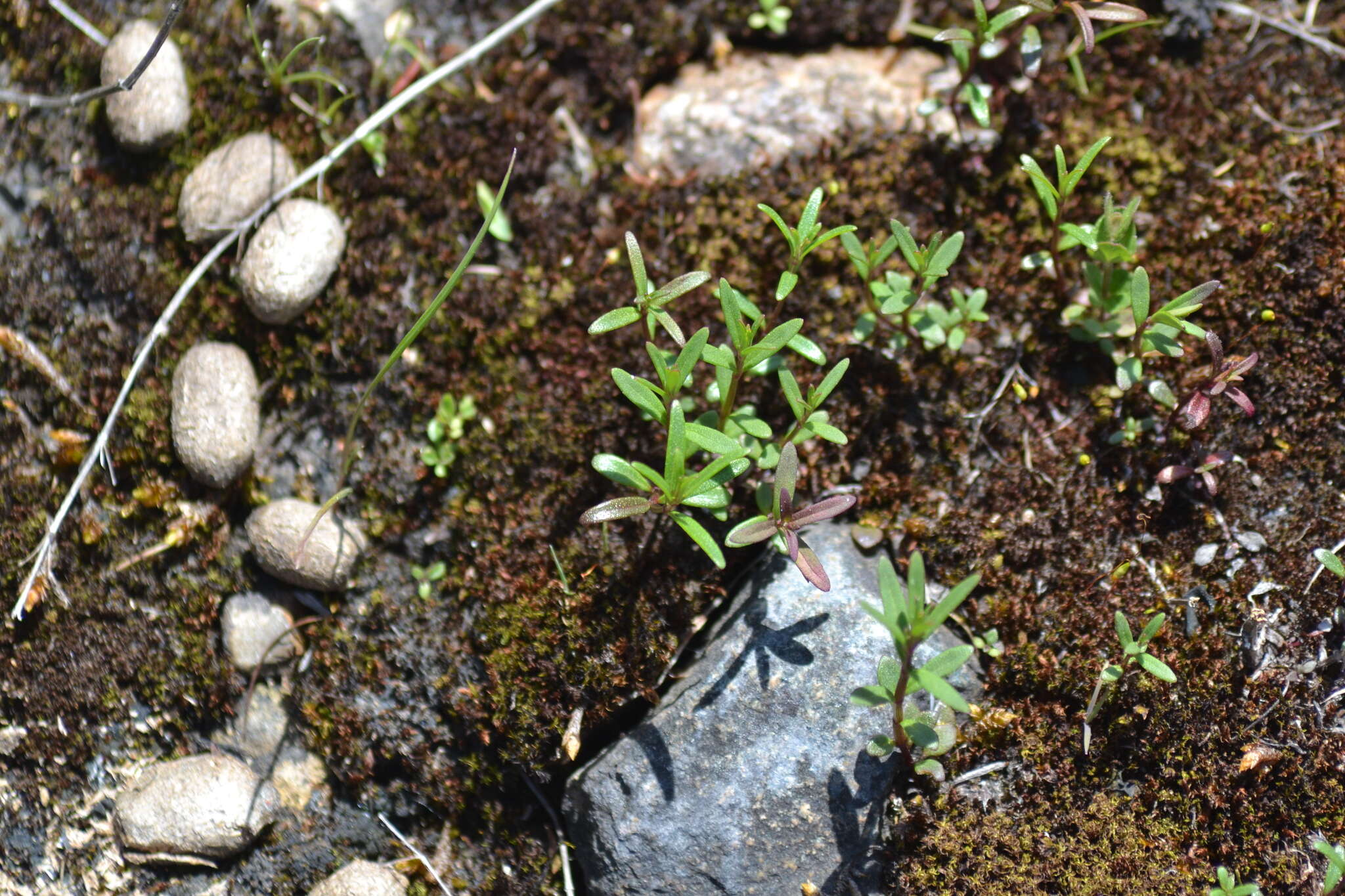 Image of Limestone Wild Basil